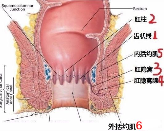 肛周脓肿和肛瘘是什么关系